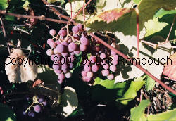 Agawam Grapes 1