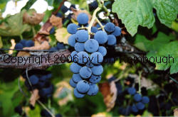 Alwood Grapes 3