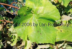 August Giant Grapes 1