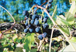 August Giant Grapes 3