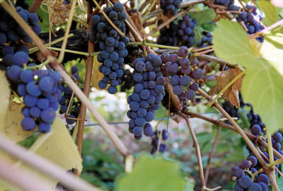 Beaumont Grapes 2