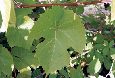Beaumont Grapes 3
