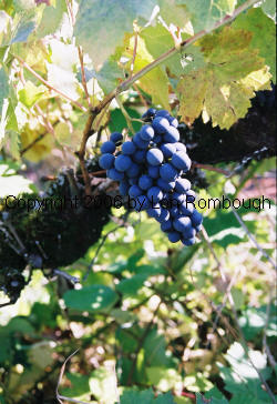 Beauty Seedless Grapes 1