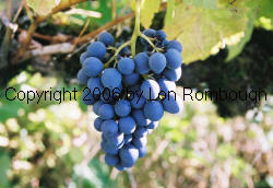 Beauty Seedless Grapes 2