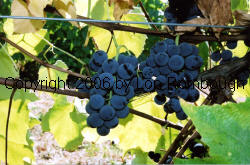 Bluebell Grapes 1