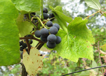 Canandaigua Grapes 1