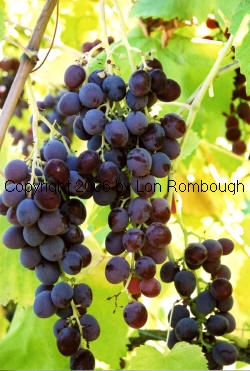 Challenger Grapes 2