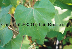Concord Grapes 1