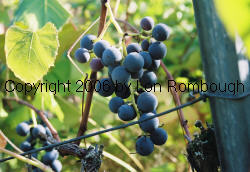 Concord Grapes 2