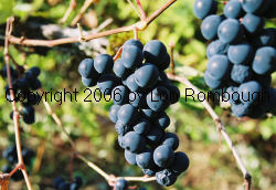 Delicatessen Grapes 1