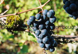 Delicatessen Grapes 2