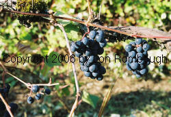 Delicatessen Grapes 3