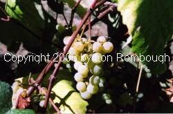 Edelweiss Grapes 1
