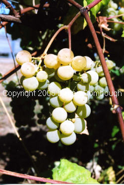 Edelweiss Grapes 4