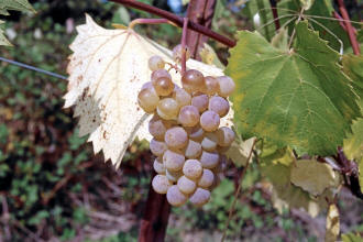 Esprit Grapes 1
