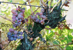 Gewurztraminer Grapes 1