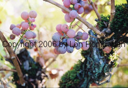 Gewurztraminer Grapes 2