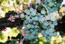 Green Veltliner Grapes 1