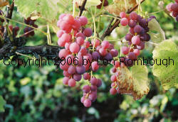 Iona Grapes 2