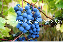 Ivan Grapes 2