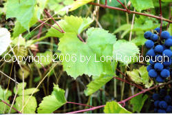 Ivan Grapes 3