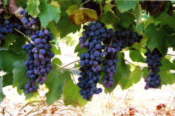 Jupiter Grapes 1