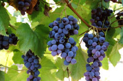 Jupiter Grapes 2