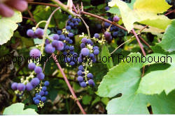 Lindley Grapes 1