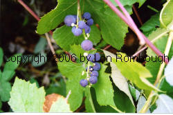 Lindley Grapes 2