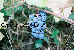 Long John Grapes 2