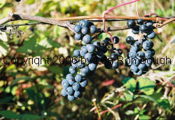 Lucie Kuhlmann Grapes 2