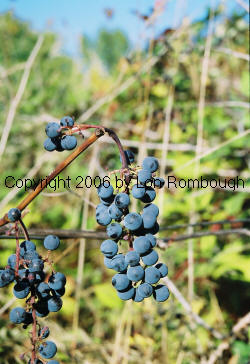 Lucie Kuhlmann Grapes 3