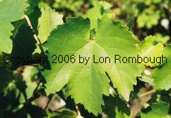 Morio Muscat Grapes 1