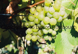 Morio Muscat Grapes 2