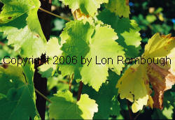 Muscat Blanc Grapes 1