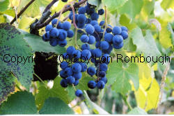 New York Muscat Grapes 2