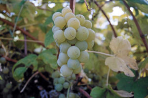 Ontario Grapes 1