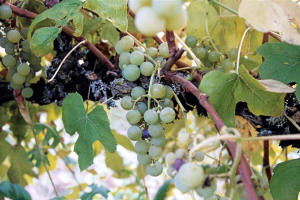 Ontario Grapes 2