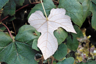 Ontario Grapes 3