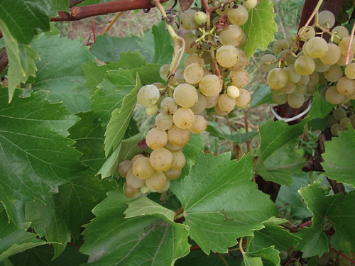 Osceola Muscat