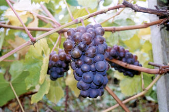 Pinot Gris Grapes 1