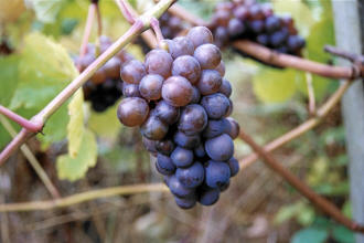 Pinot Gris Grapes 2