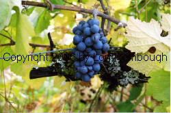 Pinot Meunier Grapes 1