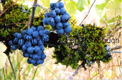 Pinot Meunier Grapes 3
