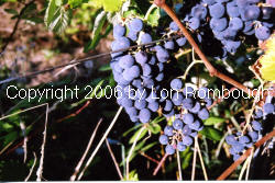 Ravat 262 Grapes 3
