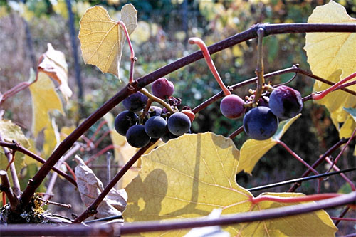 Alwood Grapes 1