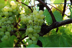 Rombough Seedless Grapes 1