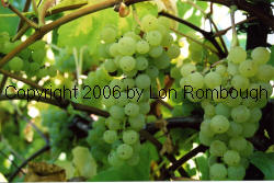 Rombough Seedless Grapes 2