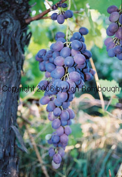 Ruby Seedless Grape Vine