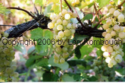 Seibel 13666 Grapes 1